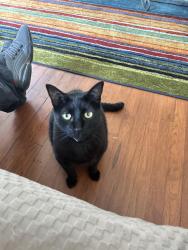 Lost Male Cat last seen Peavy Rd, Gateway Ln, & E Lake Highlands Dr by Lake Highlands Park, Dallas, TX 75218