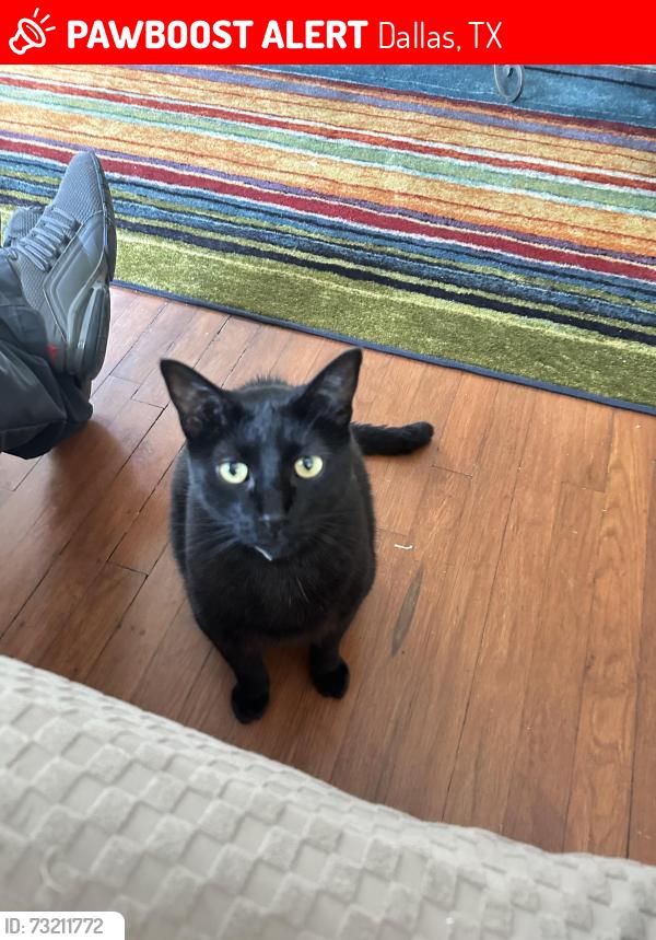 Lost Male Cat last seen Peavy Rd, Gateway Ln, & E Lake Highlands Dr by Lake Highlands Park, Dallas, TX 75218