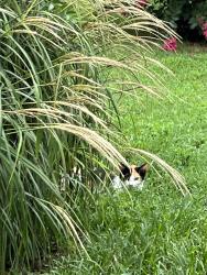Found/Stray Unknown Cat last seen Near Berrywood Court and Cherokee road Hendersonville Tn, Hendersonville, TN 37075