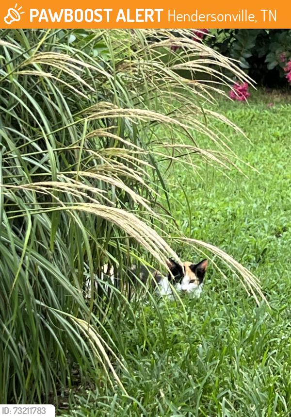 Found/Stray Unknown Cat last seen Near Berrywood Court and Cherokee road Hendersonville Tn, Hendersonville, TN 37075