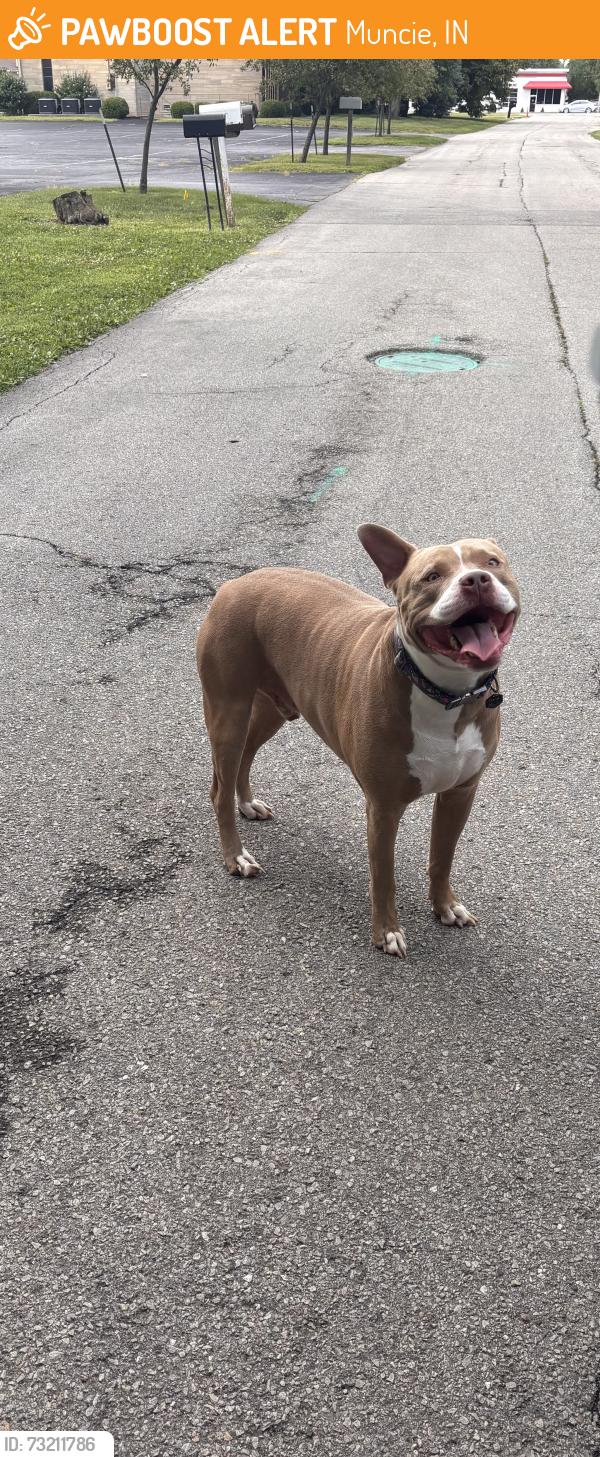 Found/Stray Unknown Dog last seen Church on the corner, Muncie, IN 47303
