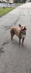 Found/Stray Unknown Dog last seen Church on the corner, Muncie, IN 47303