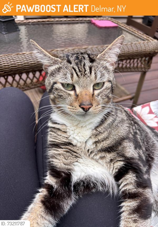 Found/Stray Male Cat last seen Bethlehem Middle School, Delmar, NY 12054