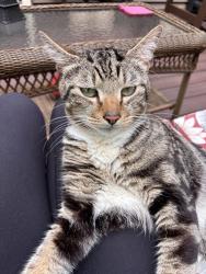 Found/Stray Male Cat last seen Bethlehem Middle School, Delmar, NY 12054