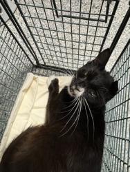 Shelter Stray Male Cat last seen Near thorngrove pk, Knox County GP, TN, 3201 Division St, Knoxville, TN 37919, USA
