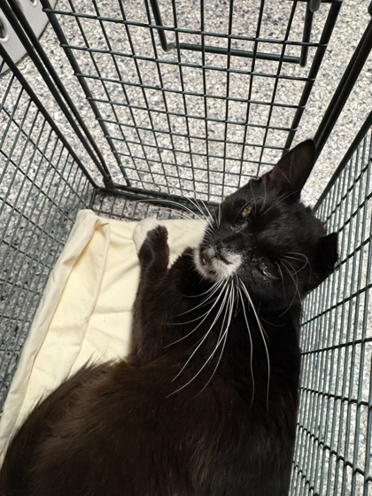 Shelter Stray Male Cat last seen Near thorngrove pk, Knox County GP, TN, 3201 Division St, Knoxville, TN 37919, USA