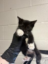 Shelter Stray Female Cat last seen Near Kingston Pike, Knox County GP, TN, 3201 Division St, Knoxville, TN 37919, USA
