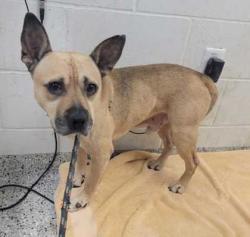 Shelter Stray Male Dog last seen Near Norton Ave, 64124, MO, 7077 Elmwood Ave, Kansas City, MO 64132, USA