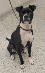 Shelter Stray Female Dog last seen Near Sni-A-Bar Rd, 64129, MO, 7077 Elmwood Ave, Kansas City, MO 64132, USA