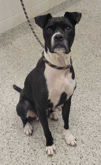 Shelter Stray Female Dog last seen Near Sni-A-Bar Rd, 64129, MO, 7077 Elmwood Ave, Kansas City, MO 64132, USA