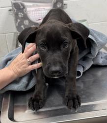 Shelter Stray Male Dog last seen Near Sni-A-Bar Rd, 64129, MO, 7077 Elmwood Ave, Kansas City, MO 64132, USA