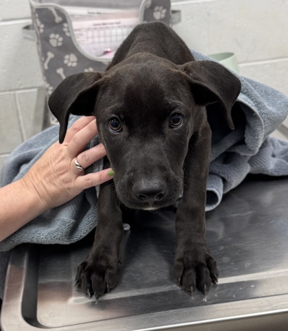 Shelter Stray Male Dog last seen Near Sni-A-Bar Rd, 64129, MO, 7077 Elmwood Ave, Kansas City, MO 64132, USA