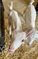 Shelter Stray Male Goat last seen Near E. 9th Street, 64125, MO, 7077 Elmwood Ave, Kansas City, MO 64132, USA