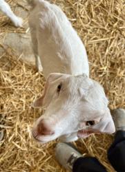 Shelter Stray Female Goat last seen Near E. 9th Street, 64125, MO, 7077 Elmwood Ave, Kansas City, MO 64132, USA