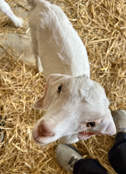 Shelter Stray Female Goat last seen Near E. 9th Street, 64125, MO, 7077 Elmwood Ave, Kansas City, MO 64132, USA