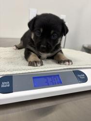 Shelter Stray Male Dog last seen E Gould Ave & S Calvin, Fresno/Malaga Zone Fresno CO 3 93725, CA, 1510 W Dan Ronquillo Dr, Fresno, CA 93706, USA