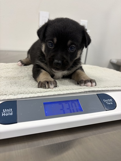 Shelter Stray Male Dog last seen E Gould Ave & S Calvin, Fresno/Malaga Zone Fresno CO 3 93725, CA, 1510 W Dan Ronquillo Dr, Fresno, CA 93706, USA