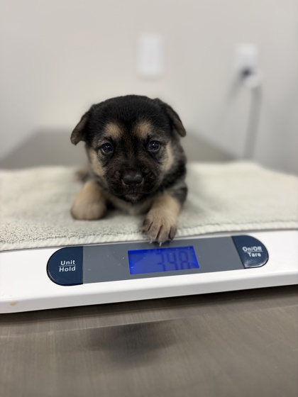 Shelter Stray Male Dog last seen E Gould Ave & S Calvin, Fresno/Malaga Zone Fresno CO 3 93725, CA, 1510 W Dan Ronquillo Dr, Fresno, CA 93706, USA