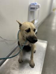 Shelter Stray Male Dog last seen S 10th St & Kaviland Ave, Fresno/Calwa Zone Fresno CO 3 93725, CA, 1510 W Dan Ronquillo Dr, Fresno, CA 93706, USA