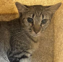 Shelter Stray Female Cat last seen Lincoln Ave and Texas Ave, City of College Station, TX, 5359 Leonard Rd, Bryan, TX 77807, USA