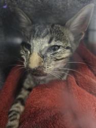 Shelter Stray Male Cat last seen Near Kingfisher, 75181, TX, 1650 Gross Rd, Mesquite, TX 75149, USA