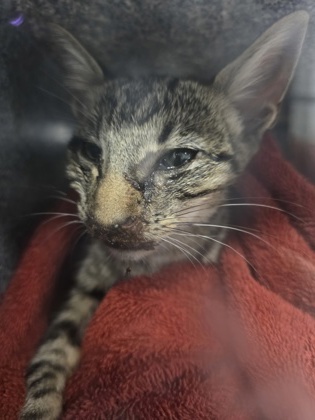 Shelter Stray Male Cat last seen Near Kingfisher, 75181, TX, 1650 Gross Rd, Mesquite, TX 75149, USA