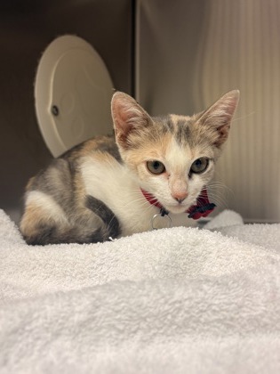 Shelter Stray Female Cat last seen Near Block of Long Drive, Liberty Twp, OH, 1820 Princeton Rd, Hamilton, OH 45011, USA