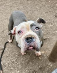 Shelter Stray Female Dog last seen Near Laura Place, 30038, GA, 3280 Chamblee Dunwoody Rd, Chamblee, GA 30341, USA