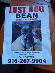 Lost Female Dog last seen Near 1st Ave Sacramento California, Sacramento, CA 95817