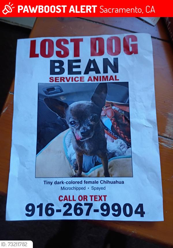 Lost Female Dog last seen Near 1st Ave Sacramento California, Sacramento, CA 95817