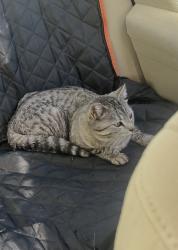 Lost Female Cat last seen Near soap weed rd, Calhan, CO 80808
