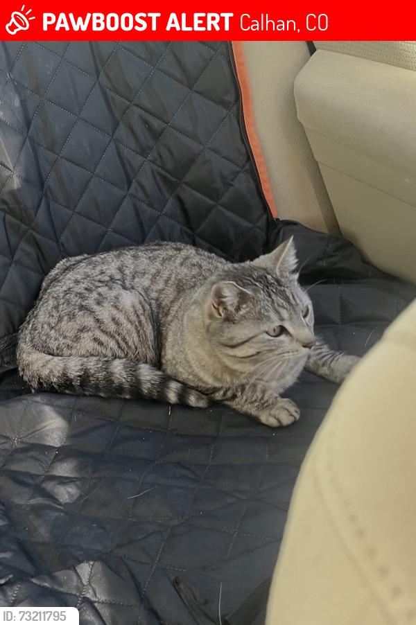 Lost Female Cat last seen Near soap weed rd, Calhan, CO 80808