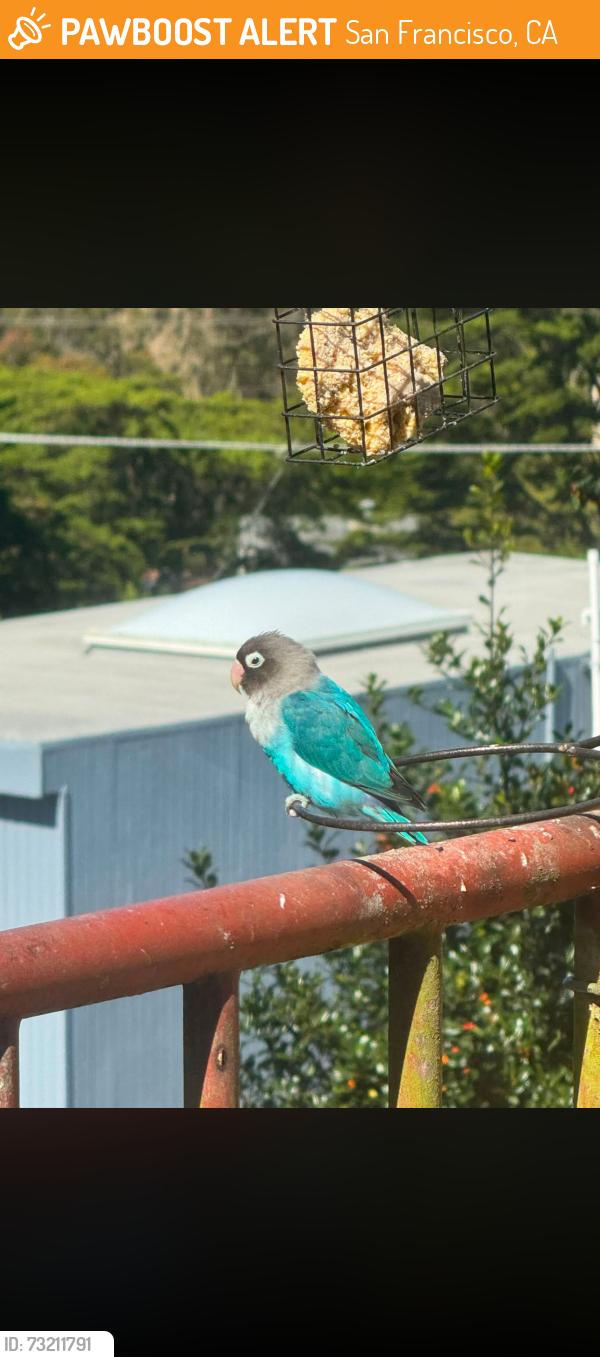 Found/Stray Unknown Bird last seen 9th Avenue and Pacheco, San Francisco, CA 94116