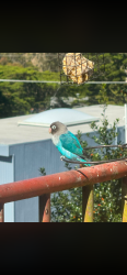 Found/Stray Unknown Bird last seen 9th Avenue and Pacheco, San Francisco, CA 94116