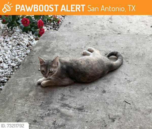 Found/Stray Female Cat last seen Near Heritage Place Drive, San Antonio, TX 78240