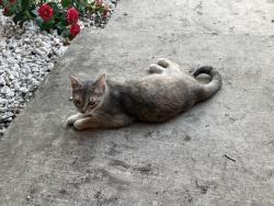 Found/Stray Female Cat last seen Near Heritage Place Drive, San Antonio, TX 78240