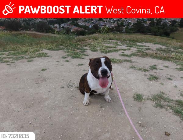 Lost Female Dog last seen hollingworth st, West Covina, CA 91792