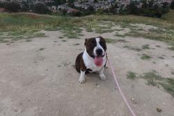 Lost Female Dog last seen hollingworth st, West Covina, CA 91792