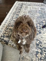 Lost Male Dog last seen Sneads farm, Woodford, VA 22580