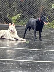 Found/Stray Male Dog last seen Near sales rd s lakewood, Lakewood, WA 98499