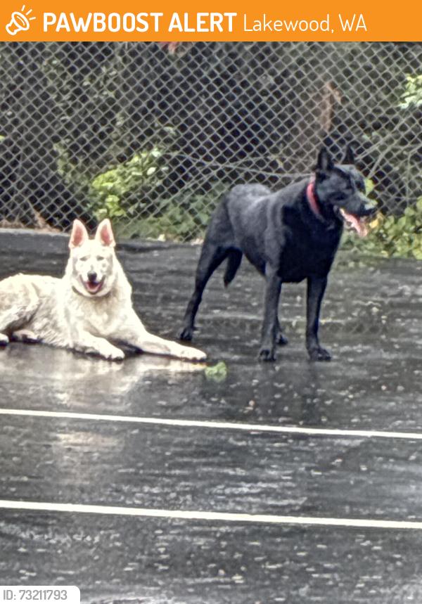 Found/Stray Male Dog last seen Near sales rd s lakewood, Lakewood, WA 98499
