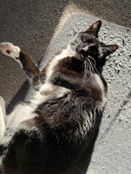 Reunited Male Cat last seen Cortes de Pallas and Horsetail, Little Elm, TX 75068
