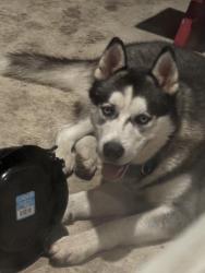 Found/Stray Male Dog last seen Los Encinos, Corpus Christi, TX 78417