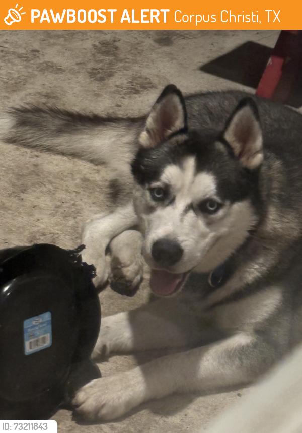Found/Stray Male Dog last seen Los Encinos, Corpus Christi, TX 78417