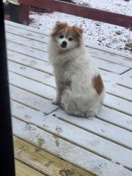 Reunited Male Dog last seen North 2nd street in Machesney Park, Machesney Park, IL 61115