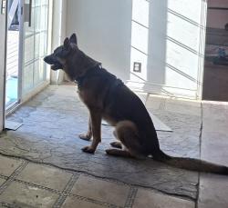 Lost Male Dog last seen West stevenson and sawyer, Cave Junction, OR 97523