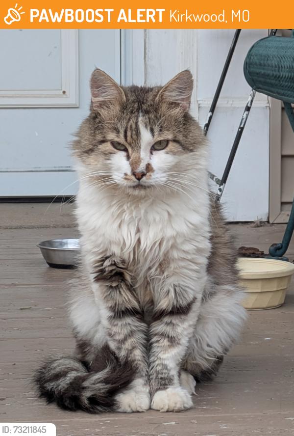 Found/Stray Unknown Cat last seen Angenette and Thomas, Kirkwood, MO 63122