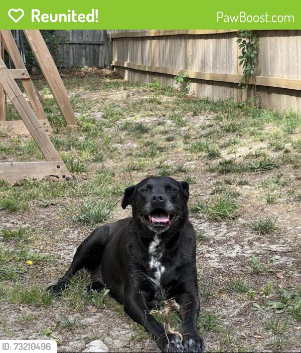 Reunited Female Dog last seen Brinkman rd & Strickland Bridge rd, Fayetteville, NC 28306