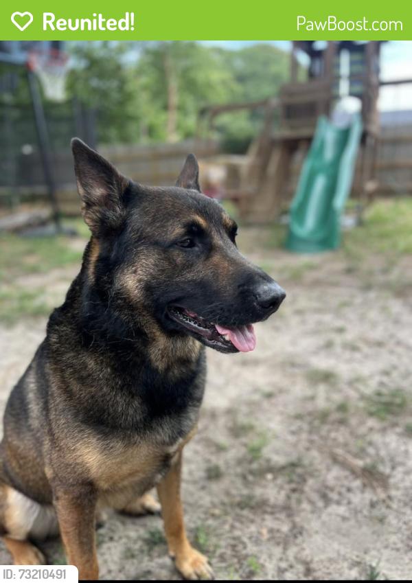 Reunited Male Dog last seen Brinkman rd & Strickland Bridge rd, Fayetteville, NC 28306