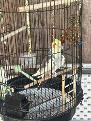 Found/Stray Unknown Bird last seen Near E Mountain St, Glendale, CA 91207, Glendale, CA 91206